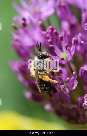 Sandbiene (Andrena) auf einer Blume von Iranlauch (Allium aflatunense) Stockfoto