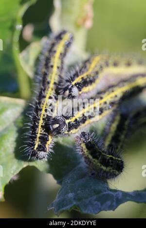 Weiße Raupen der Kohlrage (Pieris brassicae) Stockfoto