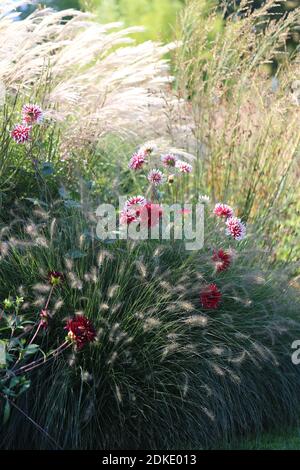 Herbstbett mit Dahlien, chinesischem Schilf (Miscanthus) und Lampenreiniger Gras (Pennisetum) in der Hintergrundbeleuchtung Stockfoto