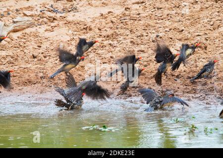 Rotschnabel-Oxpeckers [Buphagus erythrorynchus] Baden/Fliegen aus dem Wasserloch. Stockfoto
