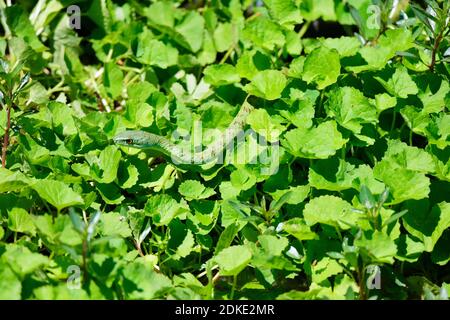 Gefleckte Buschschschlange [Philothamnus semivariegatus] im grünen Wasser Unkraut. Stockfoto