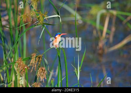 Malachiteigelfisch [Corythornis cristatus] Fischen aus Barsch im Schilf. Stockfoto