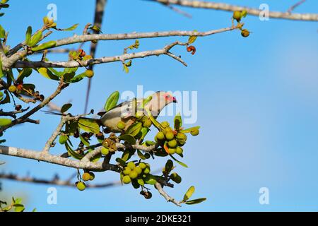 Rotgesichtige Mausvogel [Urocolius indicus] füttert im Baum mit wilden Früchten. Stockfoto