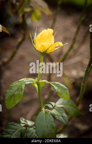 Rosa Goldene Hochzeit, natürliche Nahaufnahme Pflanzenportrait Stockfoto