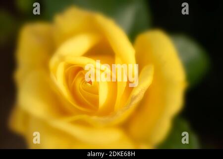 Rosa Goldene Hochzeit, natürliche Nahaufnahme Pflanzenportrait Stockfoto