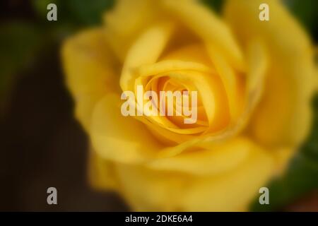 Rosa Goldene Hochzeit, natürliche Nahaufnahme Pflanzenportrait Stockfoto