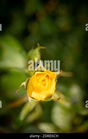 Rosa Goldene Hochzeit, natürliche Nahaufnahme Pflanzenportrait Stockfoto