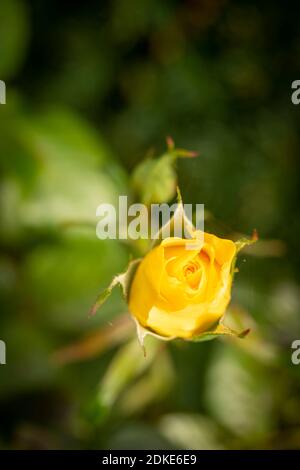 Rosa Goldene Hochzeit, natürliche Nahaufnahme Pflanzenportrait Stockfoto