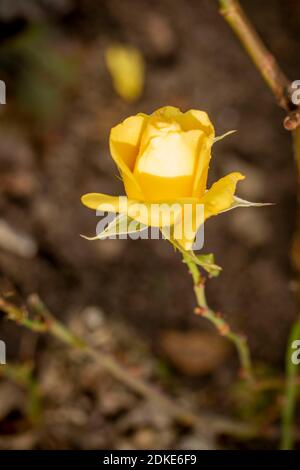 Rosa Goldene Hochzeit, natürliche Nahaufnahme Pflanzenportrait Stockfoto