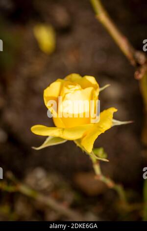 Rosa Goldene Hochzeit, natürliche Nahaufnahme Pflanzenportrait Stockfoto