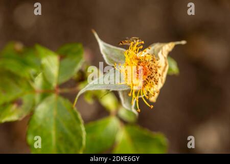 Rosa Goldene Hochzeit, natürliche Nahaufnahme Pflanzenportrait Stockfoto