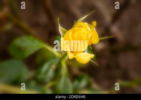 Rosa Goldene Hochzeitsknospe, natürliches Pflanzenportrait Stockfoto