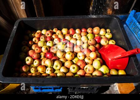 Die traditionelle Apfelherstellung findet bei Barley Wood Orchard in Somerset statt. Oktober 2021. PIC von Brad Wakefield Stockfoto