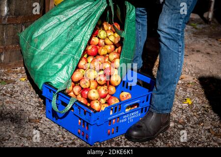 Die traditionelle Apfelherstellung findet bei Barley Wood Orchard in Somerset statt. Oktober 2021. PIC von Brad Wakefield Stockfoto