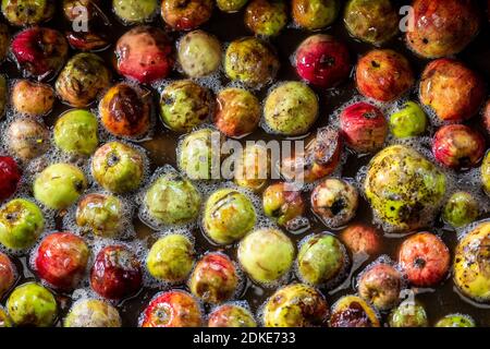 Die traditionelle Apfelweinherstellung findet auf der Rich’s Cider Farm in Somerset statt. Rich's machen seit über 60 Jahren traditionellen Somerset Cider. Oktober Stockfoto