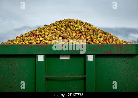 Die traditionelle Apfelweinherstellung findet auf der Rich’s Cider Farm in Somerset statt. Rich's machen seit über 60 Jahren traditionellen Somerset Cider. Oktober Stockfoto