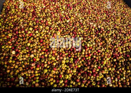 Die traditionelle Apfelweinherstellung findet auf der Rich’s Cider Farm in Somerset statt. Rich's machen seit über 60 Jahren traditionellen Somerset Cider. Oktober Stockfoto