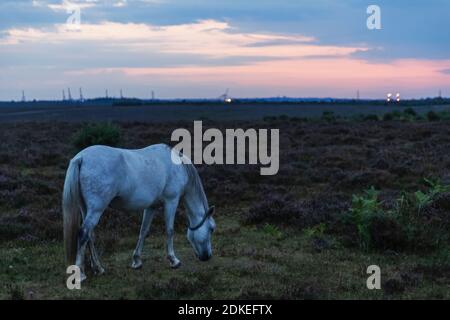 England, Hampshire, New Forest, Horse Grazing on Roadside in der Nähe von Lyndhurst Stockfoto