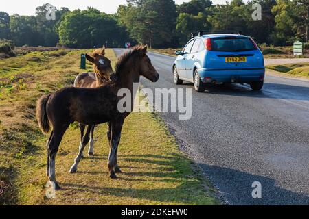 England, Hampshire, New Forest, Ponys spielen in der Nähe von Lyndhurst Stockfoto
