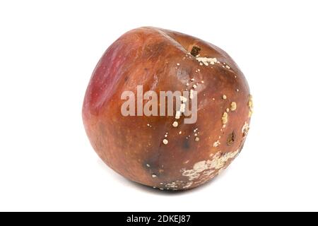 Alter fauler Apfel isoliert auf weißem Hintergrund. Hochauflösendes Foto. Volle Schärfentiefe. Stockfoto