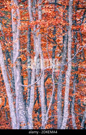 detail on the branches of beech trees in autumnal dress, dry red leaves, autumn in valle del maè, zoldo, dolomites, province of belluno, veneto, italy Stock Photo