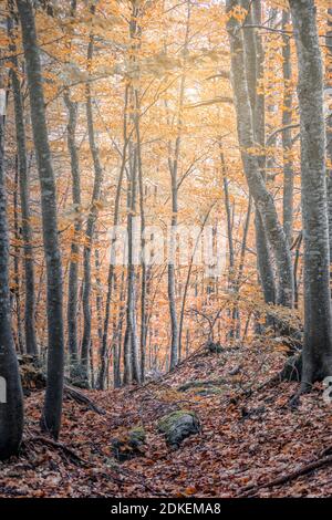 Unterholz von Buchen, Buchenwald in Herbstkleid, valle del Maè, zoldo, dolomiten, Provinz belluno, venetien, italien Stockfoto