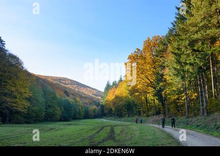 Klausen-Leopoldsdorf, Weg zum Schöpfl, Wanderer, Wienerwald, Niederösterreich / Niederösterreich, Österreich Stockfoto