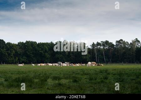 Eine Herde Kühe am Nachmittag im Oktober Eine Kuhweide in Deutschland Stockfoto