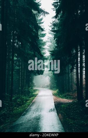 Österreich, Oberösterreich, Salzkammergut, Straße im Wald Stockfoto