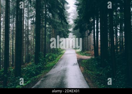 Österreich, Oberösterreich, Salzkammergut, Straße im Wald Stockfoto