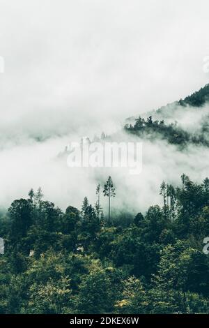 Österreich, Oberösterreich, Salzkammergut, Wald im Nebel Stockfoto