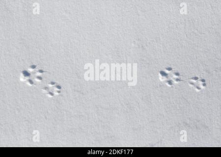 Rotfuchs (Vulpes vulpes) Nahaufnahme der Fußabdrücke der Vorderbeine / Vorderpfoten und Hinterfüße / Hinterbeine im Schnee im Winter Stockfoto