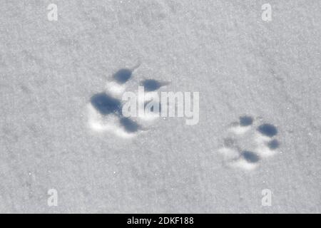 Rotfuchs (Vulpes vulpes) Nahaufnahme der Fußabdrücke von Vorderbein / Vorderpfote und Hinterfuß / Hinterbein im Schnee im Winter Stockfoto