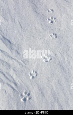 Rotfuchs (Vulpes vulpes) Nahaufnahme der Fußabdrücke der Vorderbeine / Vorderpfoten und Hinterfüße / Hinterbeine im Schnee im Winter Stockfoto