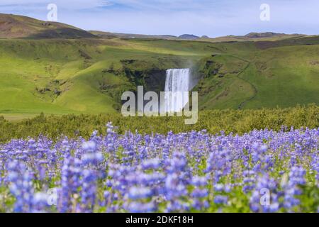 Skogafoss, 63 m hoher Wasserfall am Fluss Skógá im Sommer, Skógar, Island Stockfoto