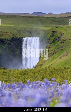 Skogafoss, 63 m hoher Wasserfall am Fluss Skógá im Sommer, Skógar, Island Stockfoto