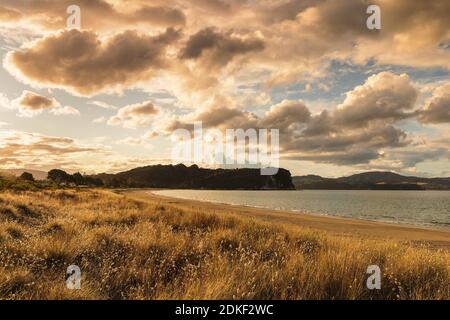 Cooks Beach, Coromandel Peninsula, Waitako, Nordinsel, Neuseeland, Ozeanien Stockfoto