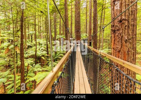 Redwood Treewalk, Tree Top Walk, Rotorua, Bay of Plenty, Nordinsel, Neuseeland, Ozeanien Stockfoto