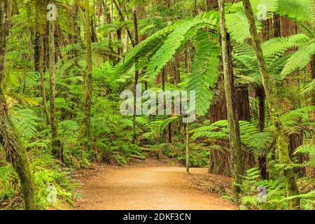 Die Redwoods in Whakarewarewa Forest, Rotorua, Bay of Plenty, Nordinsel, Neuseeland, Ozeanien Stockfoto
