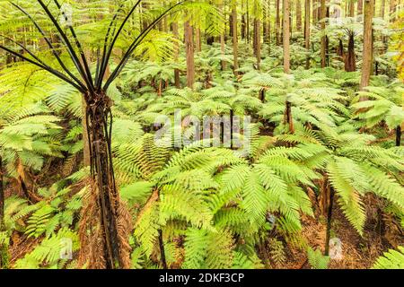 Die Redwoods in Whakarewarewa Forest, Rotorua, Bay of Plenty, Nordinsel, Neuseeland, Ozeanien Stockfoto