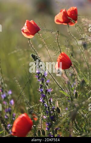 Maismohn (Papaver rhoeas) Im Morgenlicht mit gemeiner Aderkopfe (Echium vulgare) Stockfoto