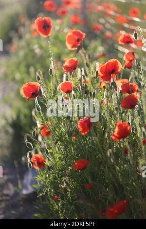 Maismohn (Papaver rhoeas) im Morgenlicht Stockfoto