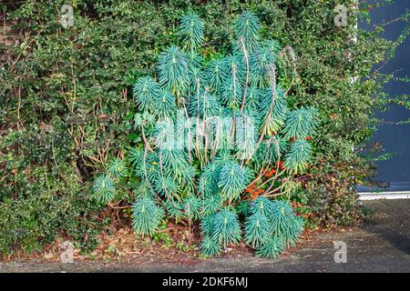 Strauch genannt albanischen Spurge (Euphorbia characias) Wächst an einem sonnigen Ort in einem Stadtgarten Stockfoto