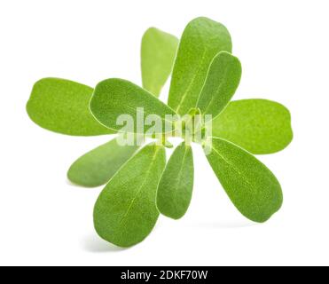 Gewöhnlicher purslane Zweig isoliert auf weißem Hintergrund Stockfoto