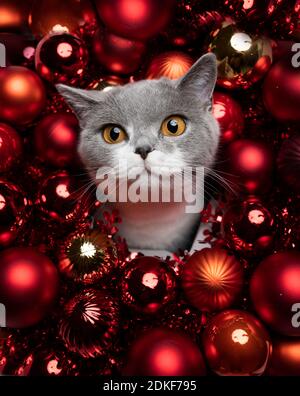 Grauweiße britische Kurzhaarkatze, umgeben von roten weihnachtskugeln Dekoration Stockfoto