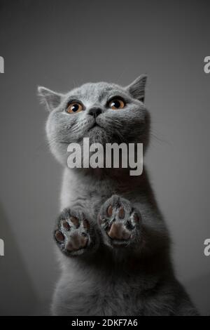 Ansicht von unten eines niedlichen grauen britischen Kurzhaar Kätzchen stehend Auf Glastisch Stockfoto