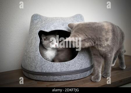britische Kurzhaarkatze Mutter auf der Suche nach Kätzchen im Inneren des Filz Tierhöhle Stockfoto