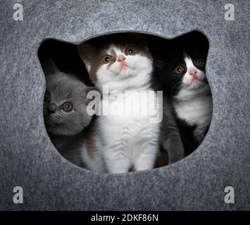 Drei junge verschieden farbige britische Kurzhaar-Kätzchen im Inneren der Katze Kopfförmige Tierhöhle mit seltsamerem Blick Stockfoto