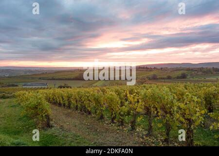 Retz, Weinberg, Blick auf die Alpen, Weinviertel, Niederösterreich, Österreich Stockfoto