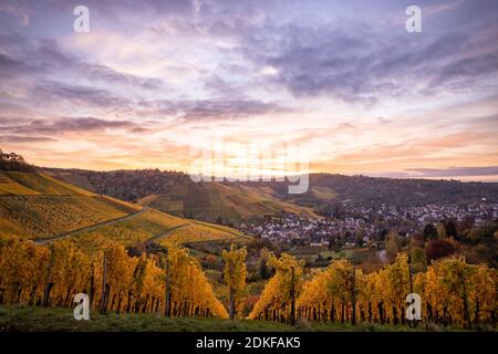 Blick von Stuttgart-Rotenberg auf die bunten Weinberge und Stuttgart-Uhlbach im Herbst. Stuttgart, Baden-Württemberg, Deutschland. Stockfoto